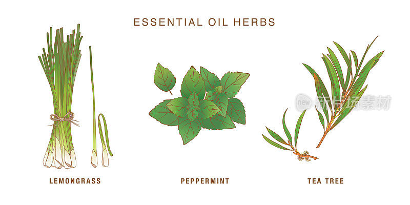 Essential Oil Herbs Set